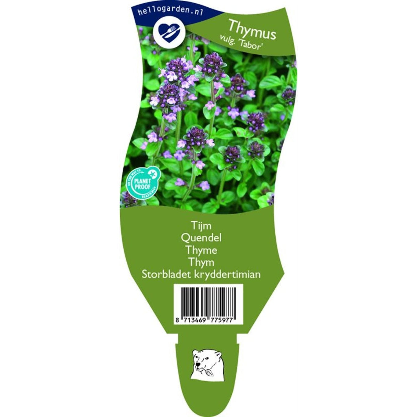 Kryddtimjan – Thymus pulegioides 'Tabor' - P11